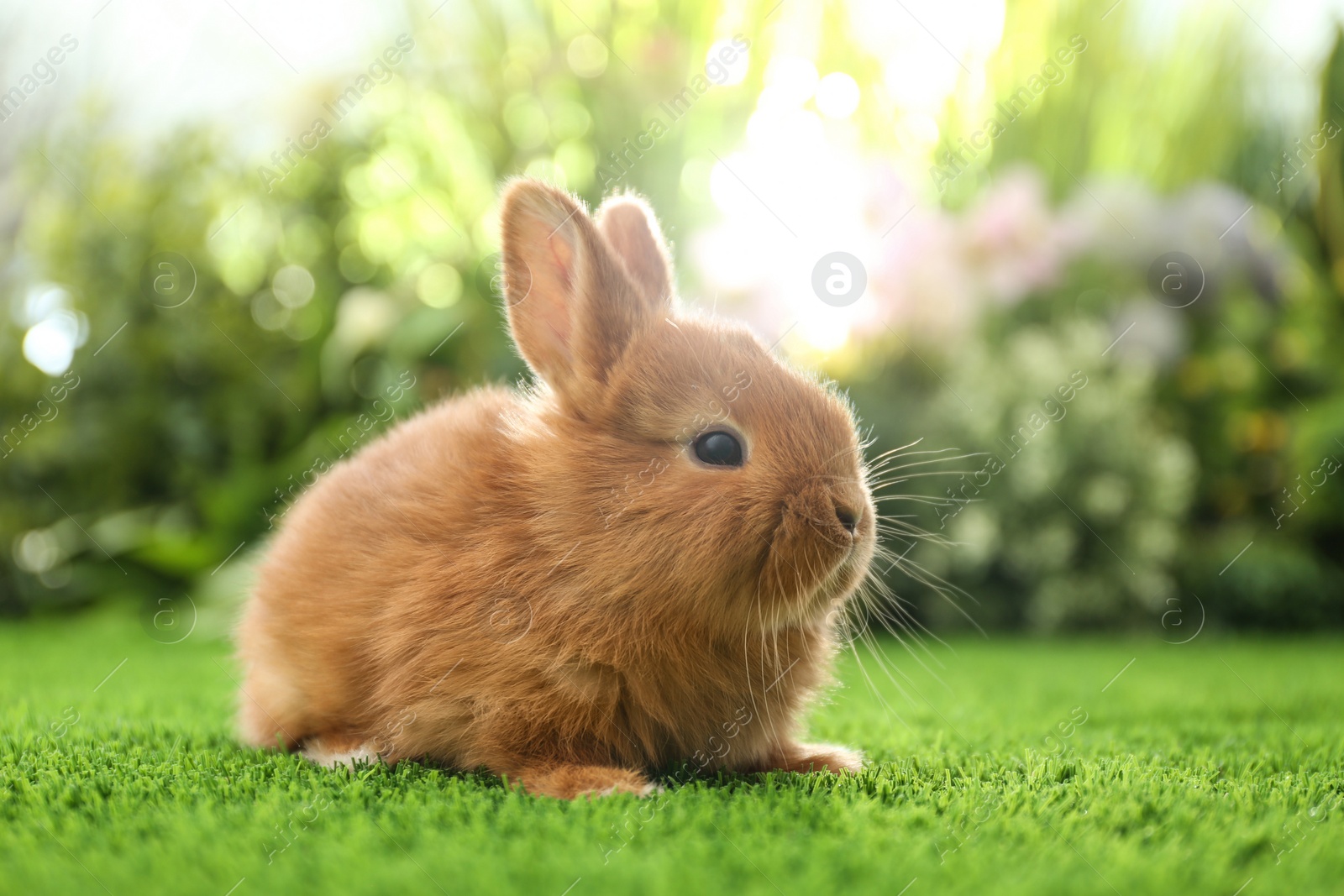 Photo of Adorable fluffy bunny on green grass against blurred background. Easter symbol