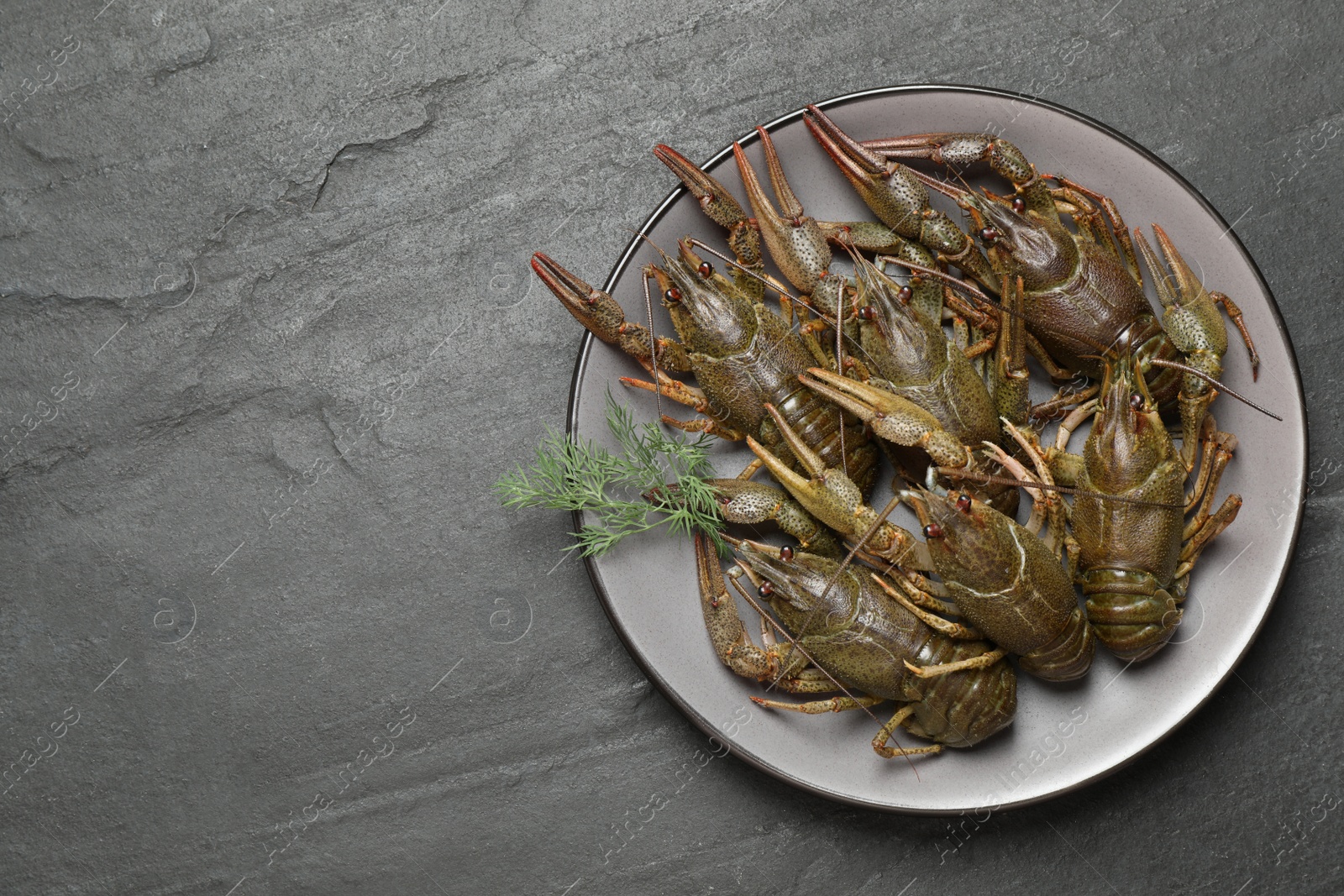 Photo of Fresh raw crayfishes with dill on black table, top view. Space for text