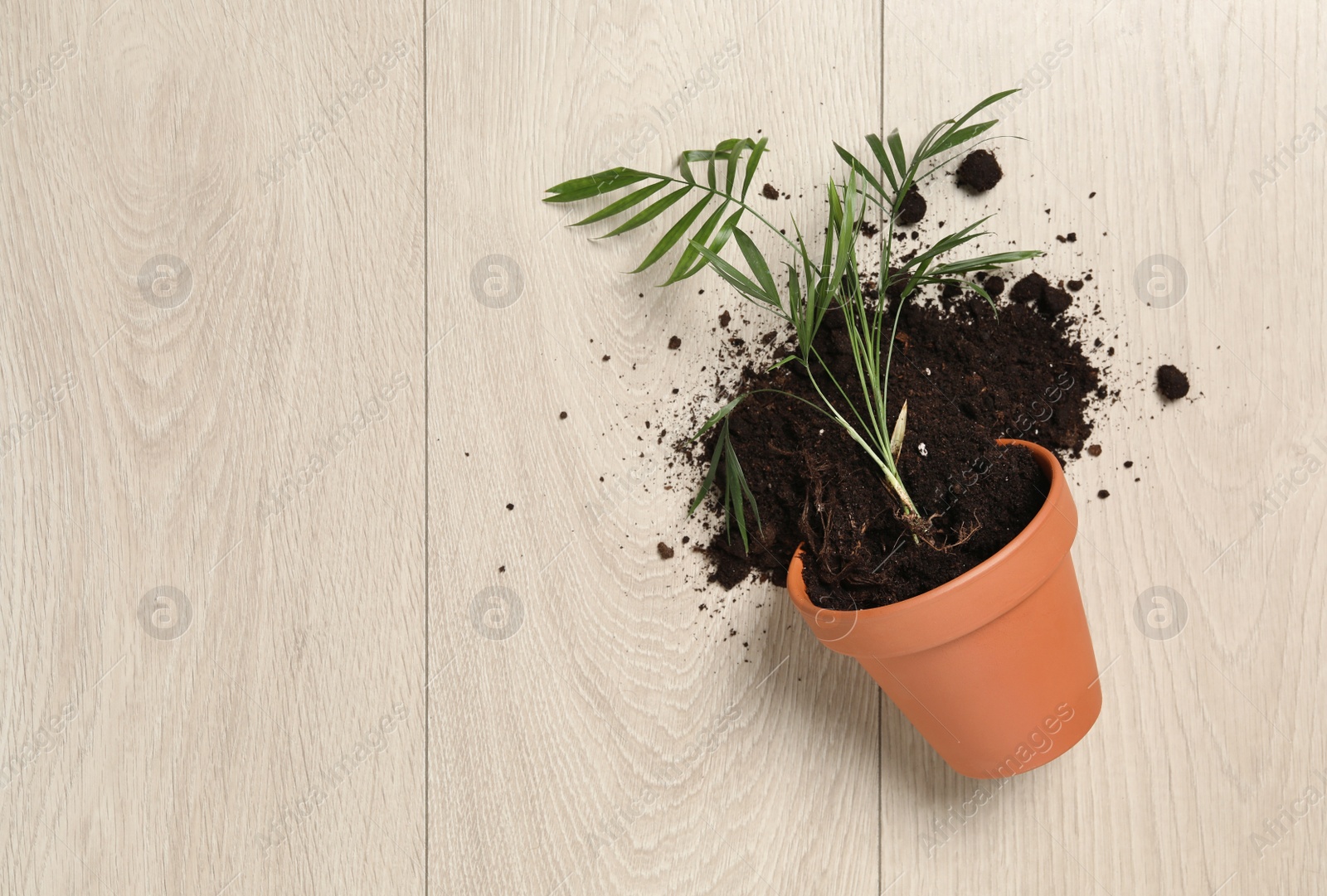 Photo of Overturned terracotta flower pot with soil and plant on wooden background, flat lay. Space for text