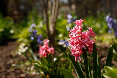 Photo of Closeup view of beautiful pink hyacinth flower in garden on spring day. Space for text