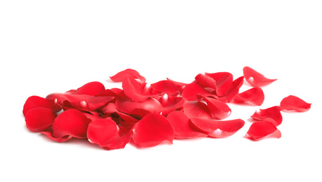 Fresh red rose petals on white background