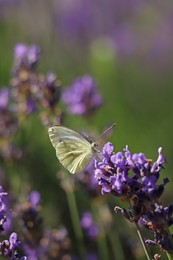Photo of Beautiful butterfly in lavender field on sunny day
