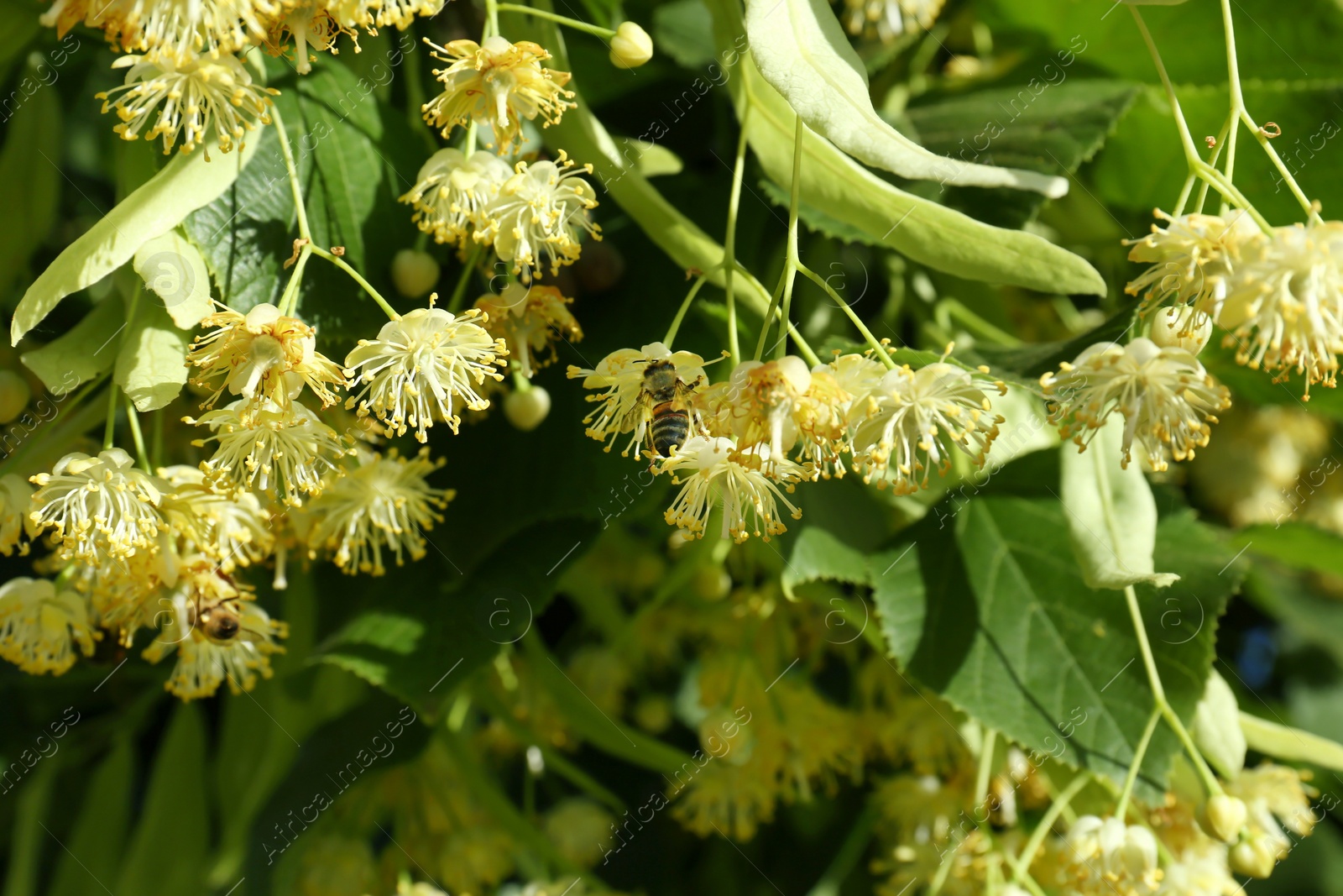 Photo of Beautiful linden tree with blossoms and green leaves outdoors, closeup