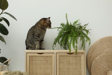 Photo of Cute tabby cat near houseplant on cabinet indoors
