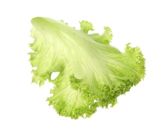 Fresh green lettuce leaf on white background