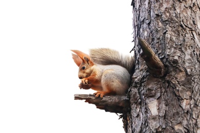 Cute squirrel with fluffy tail on tree against white background