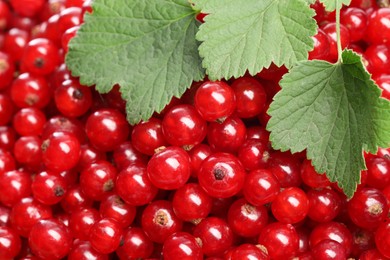 Photo of Many tasty fresh red currant berries and green leaves as background, closeup