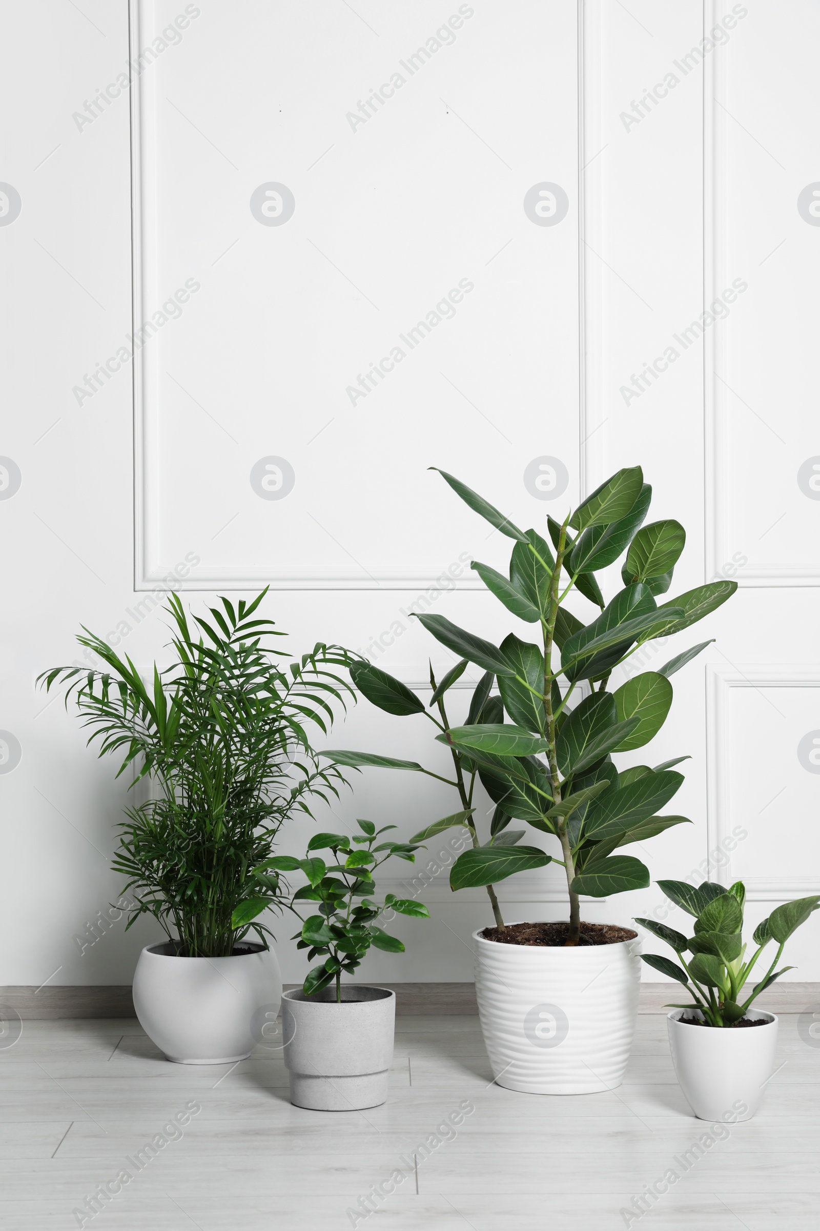 Photo of Many different houseplants in pots on floor near white wall indoors, space for text