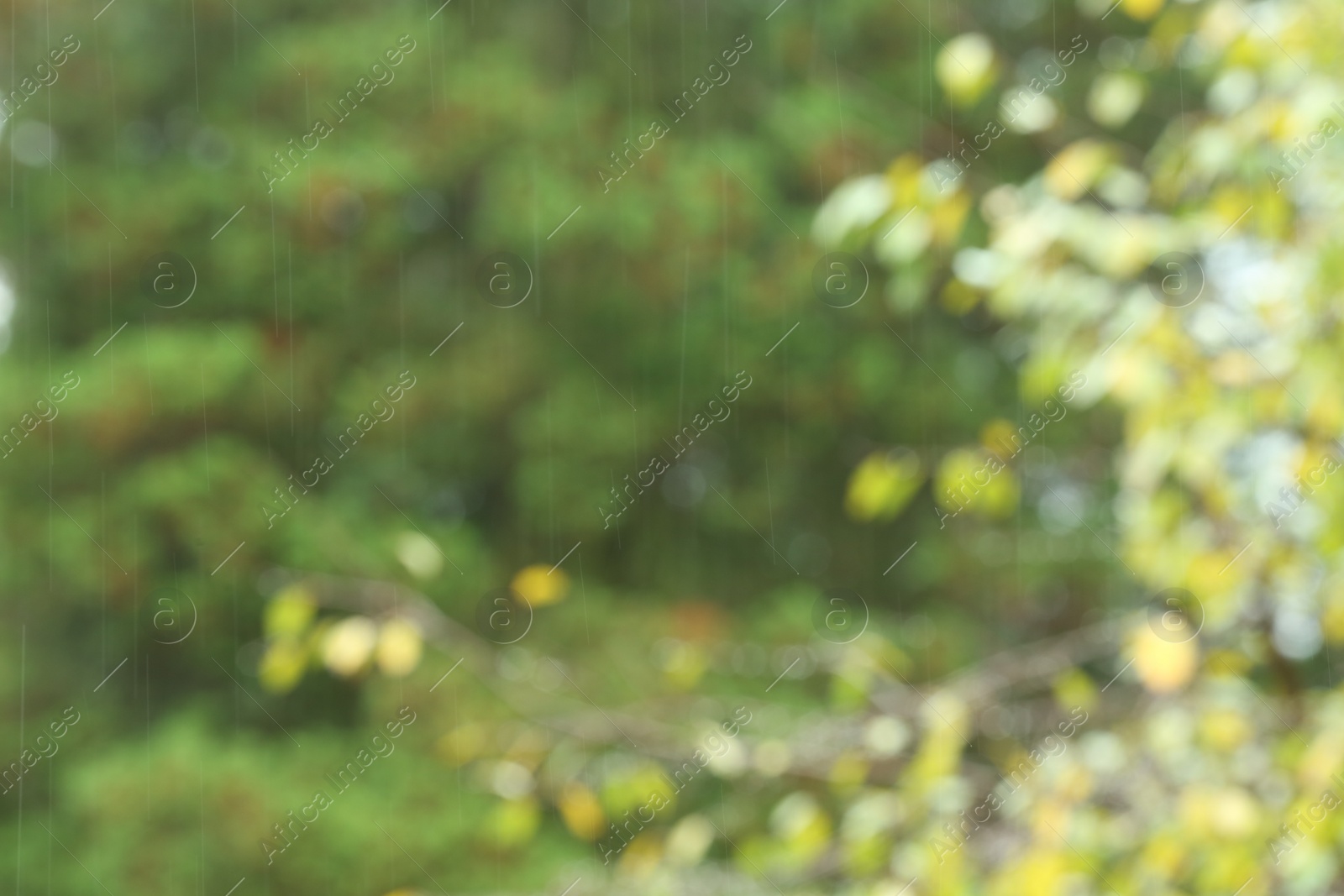 Photo of Blurred view of trees on rainy day