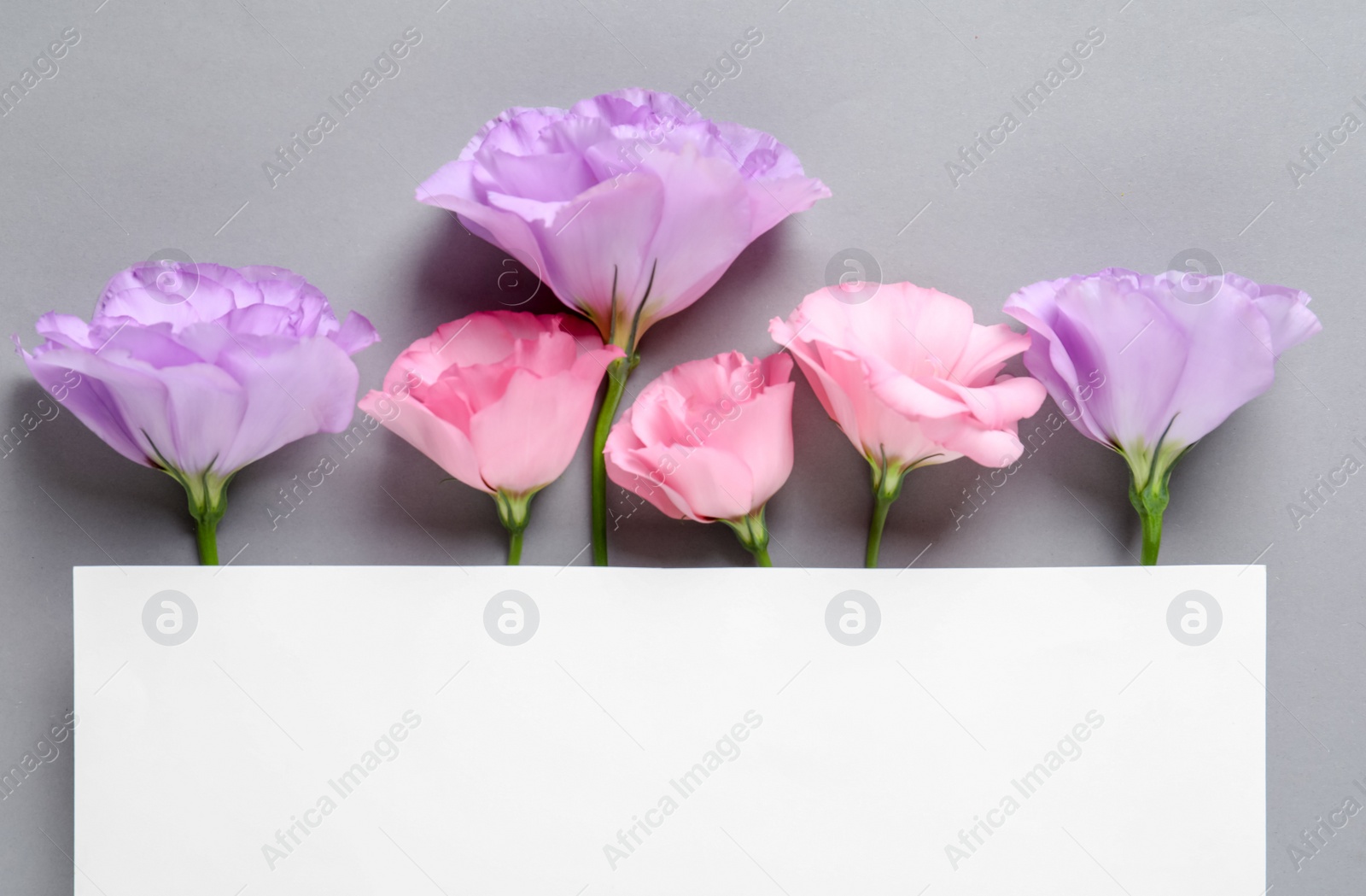 Photo of Beautiful Eustoma flowers and card on gray background