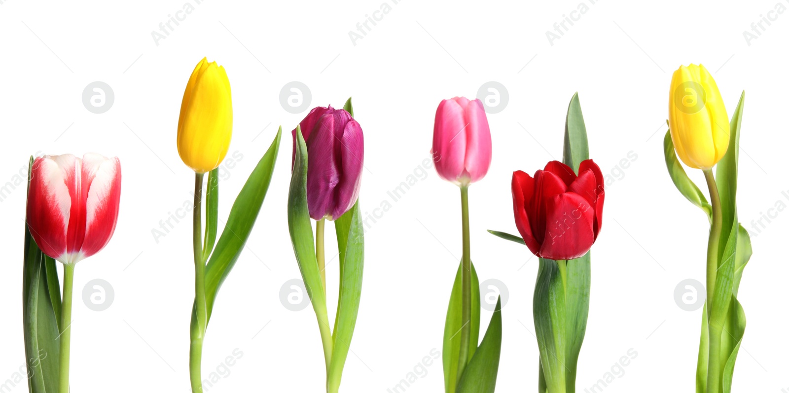 Photo of Beautiful bright spring tulips on white background