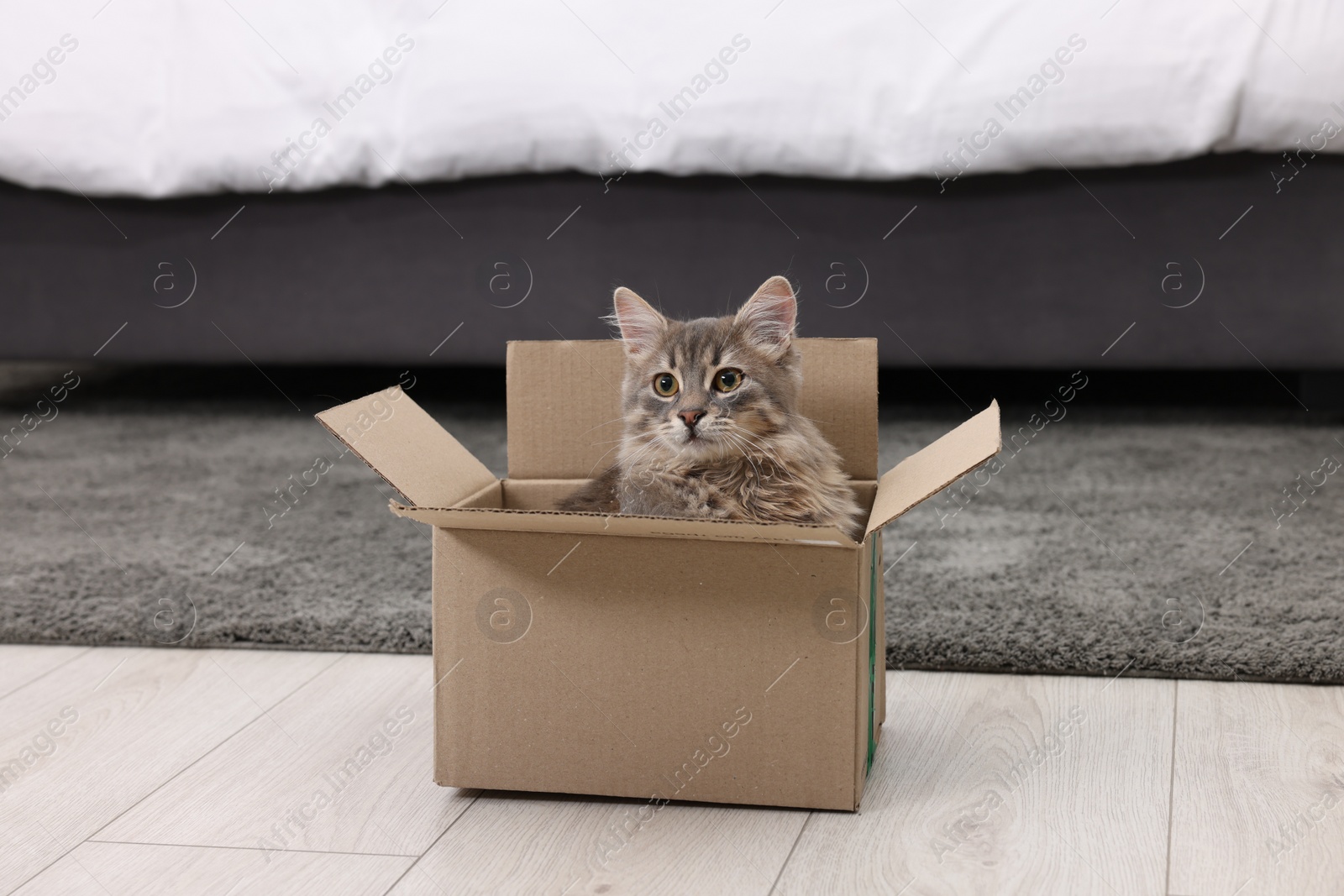 Photo of Cute fluffy cat in cardboard box on floor at home