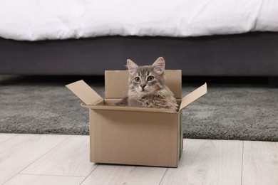 Cute fluffy cat in cardboard box on floor at home