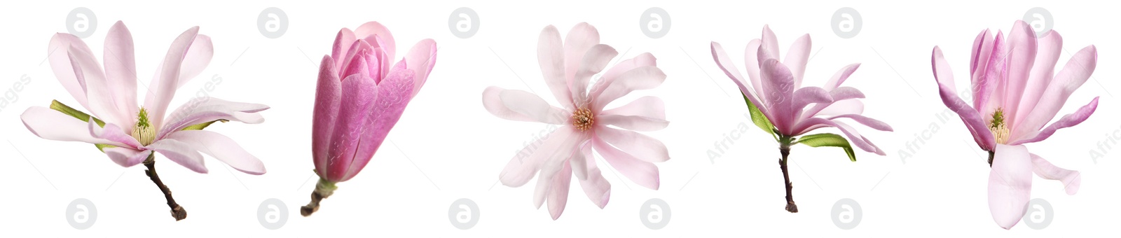 Image of Set with beautiful magnolia flowers on white background. Banner design