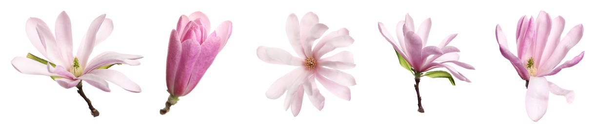 Image of Set with beautiful magnolia flowers on white background. Banner design