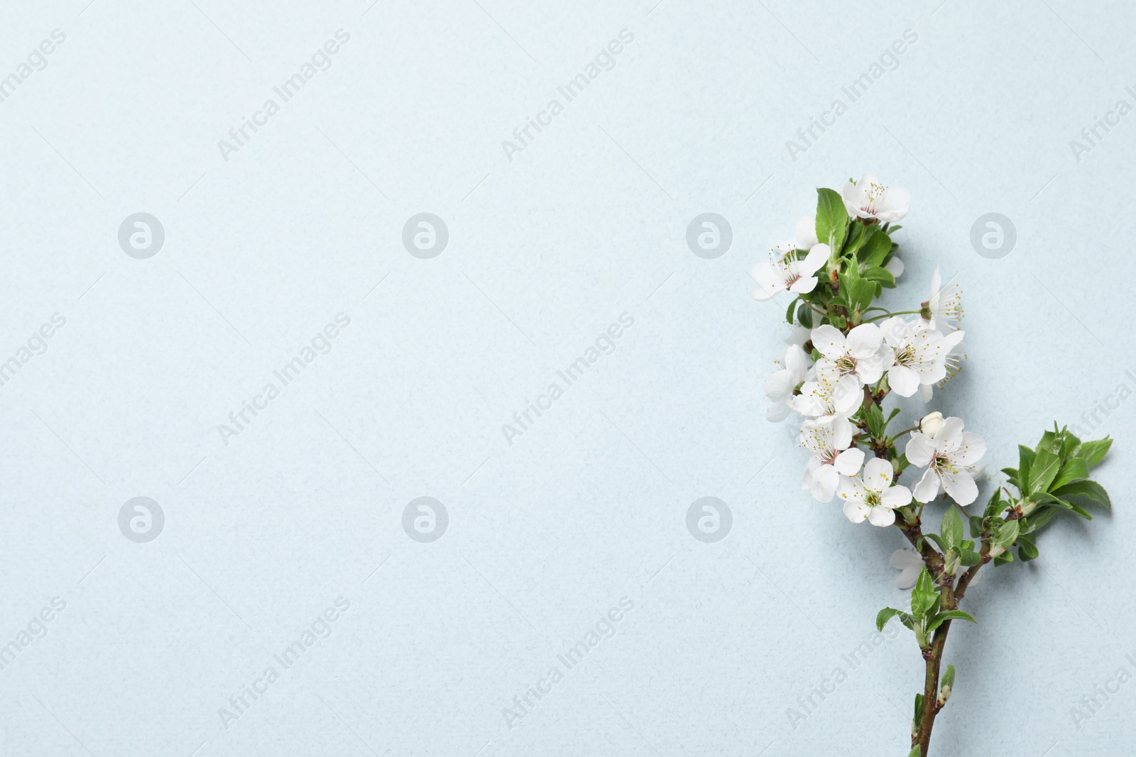 Photo of Cherry tree branch with beautiful blossoms on light background, flat lay. Space for text