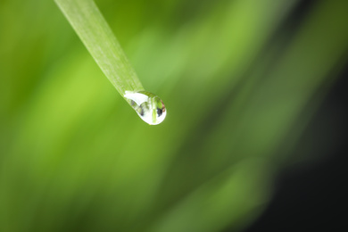 Water drop on grass blade against blurred background, closeup