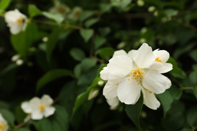 Photo of Closeup view of beautiful jasmine flowers outdoors. Space for text