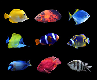 Set of different bright tropical fishes on black background