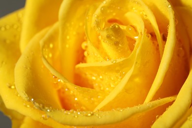 Closeup view of beautiful blooming rose with dew drops