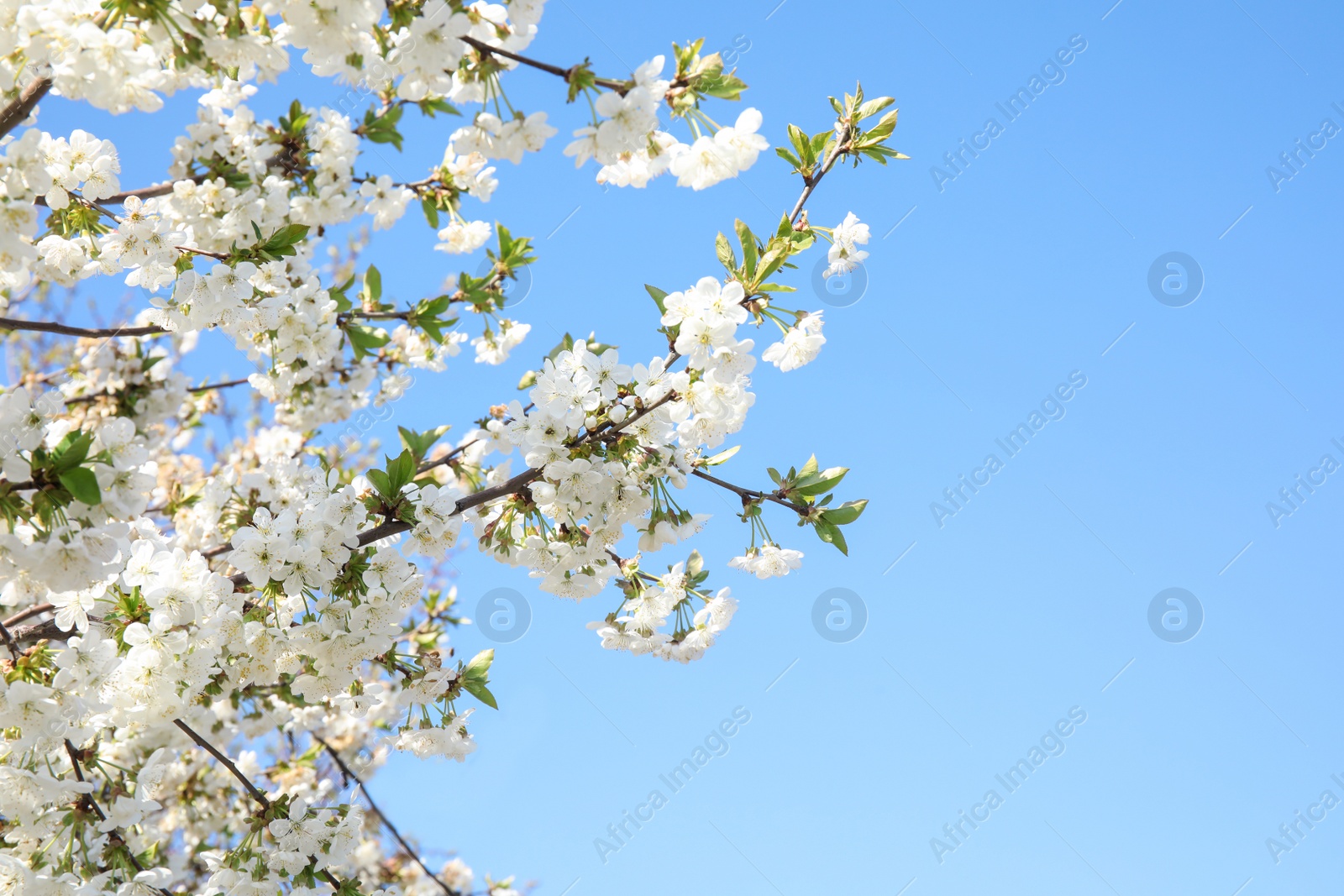 Photo of Closeup view of blooming spring tree against blue sky on sunny day. Space for text