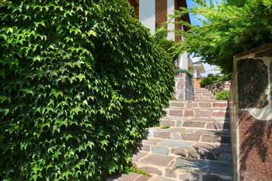 Photo of Wall covered with green ivy near stone stairs in modern garden