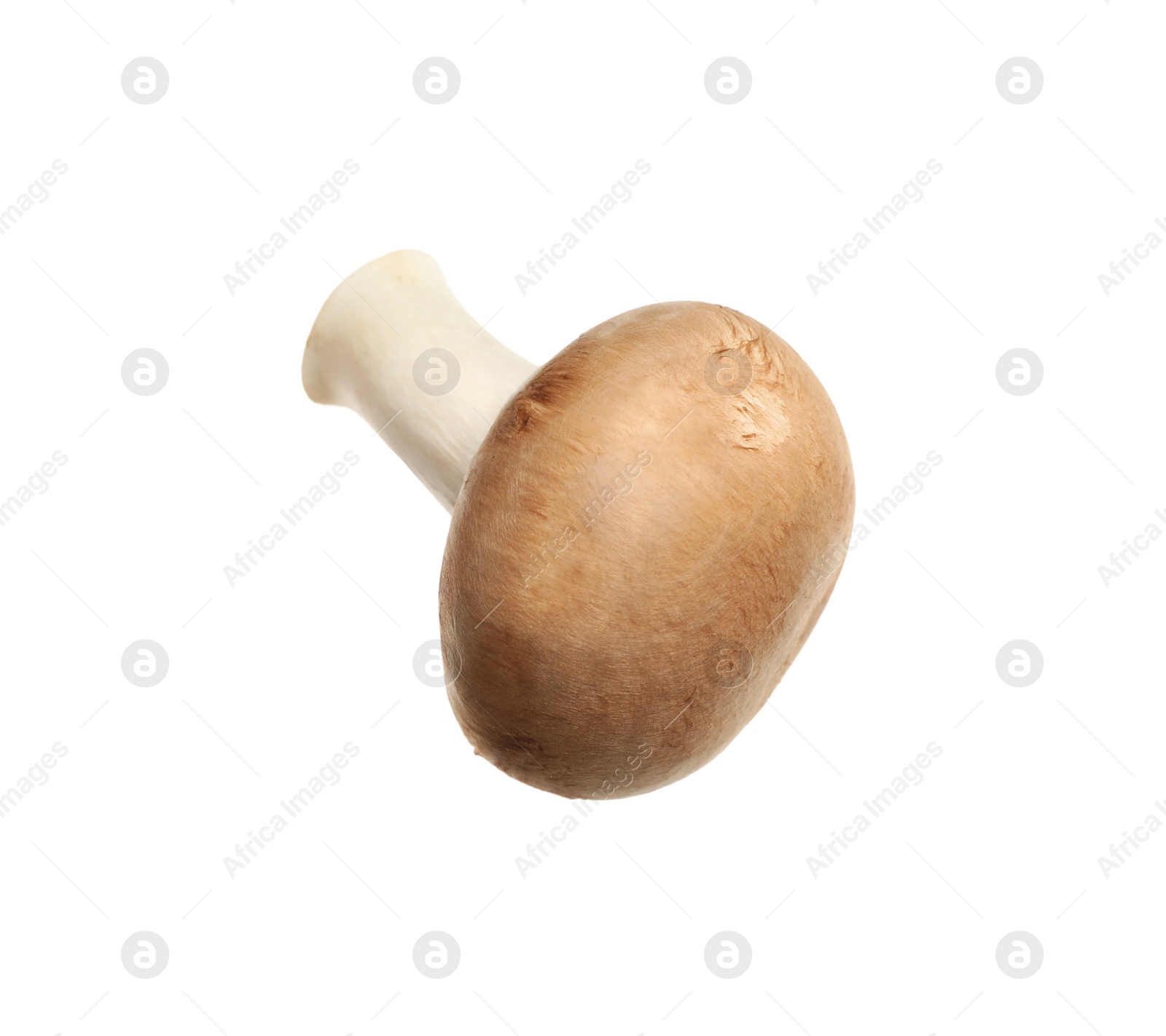 Photo of Fresh wild champignon mushroom isolated on white