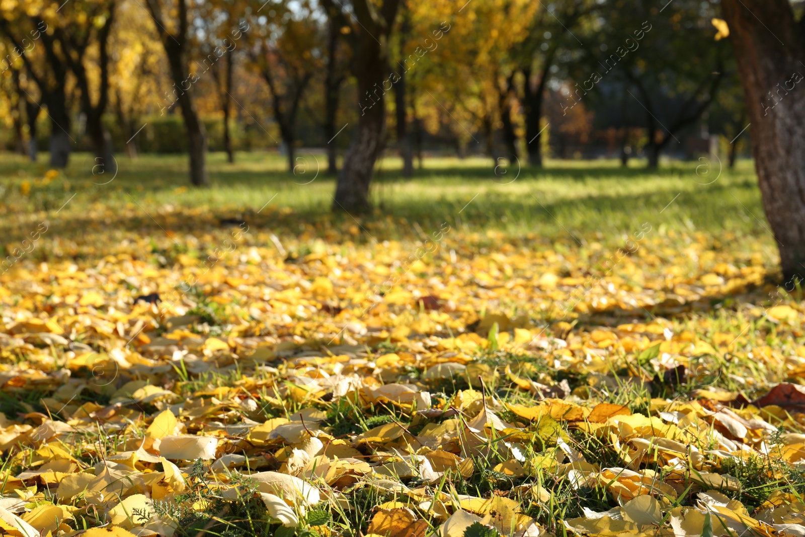 Photo of Beautiful view of autumn park with dry leaves on grass