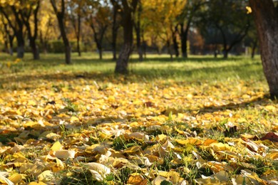 Beautiful view of autumn park with dry leaves on grass