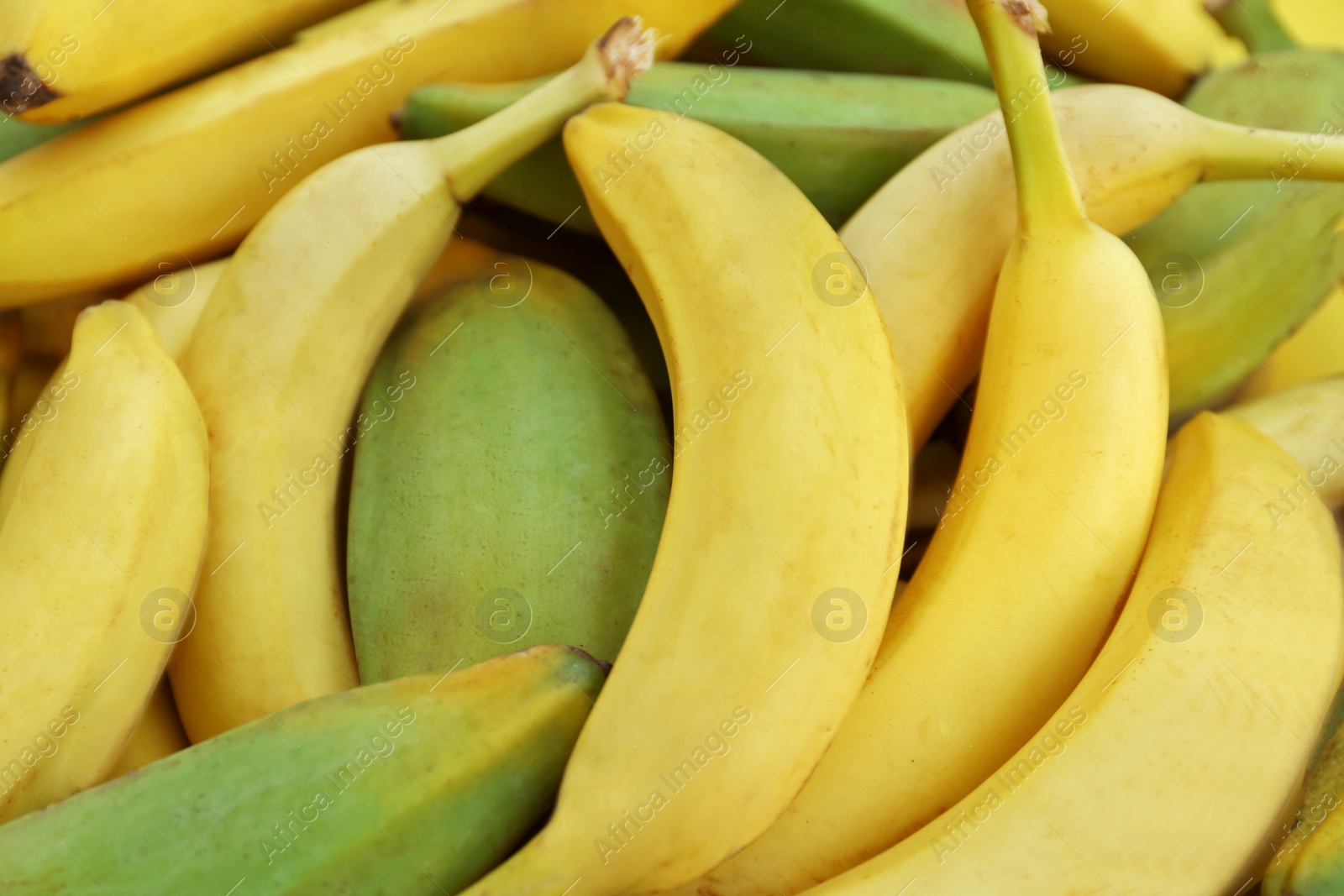 Photo of Different sorts of bananas as background, closeup