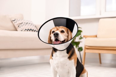 Photo of Adorable Beagle dog wearing medical plastic collar indoors