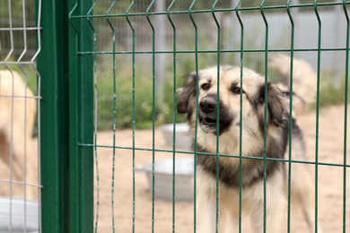 Homeless dog in cage at animal shelter outdoors. Concept of volunteering