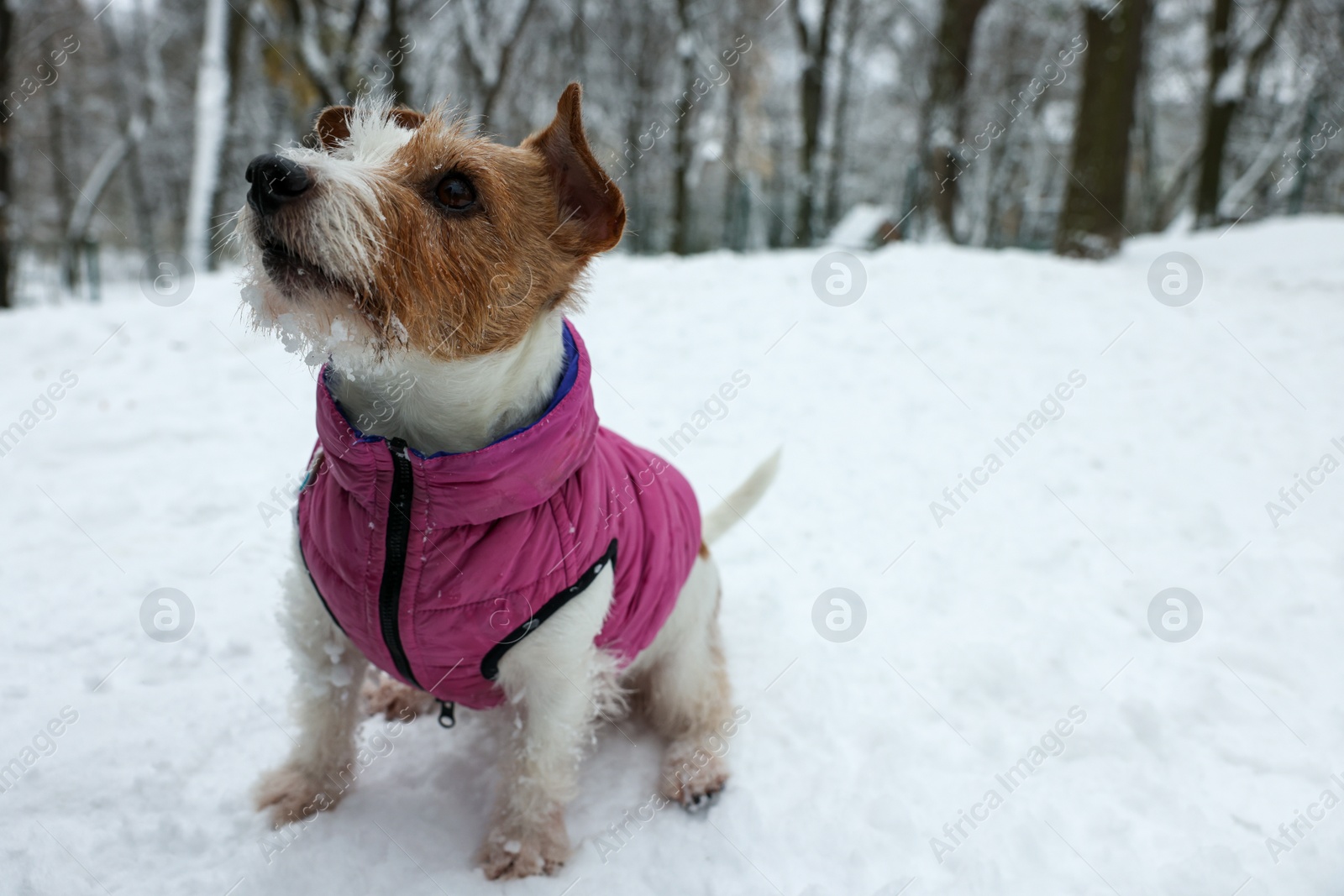 Photo of Cute Jack Russell Terrier wearing pet jacket in snowy park. Space for text