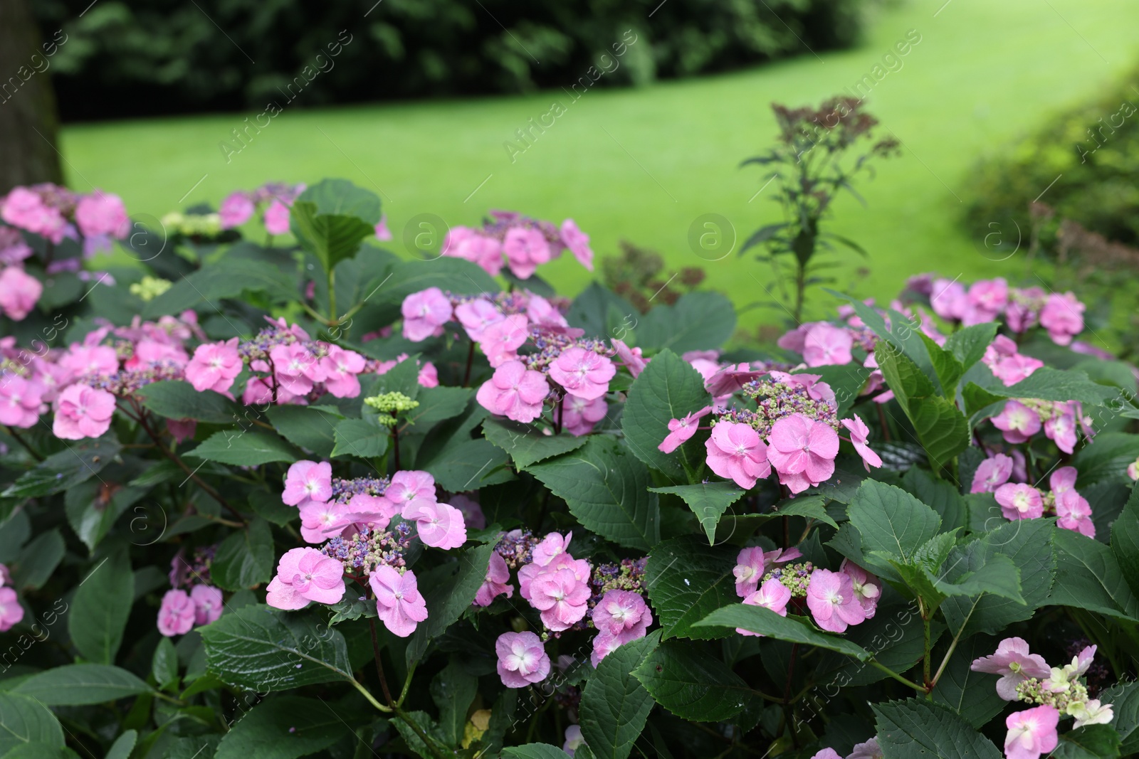 Photo of Beautiful blooming hydrangeas in garden. Landscape design