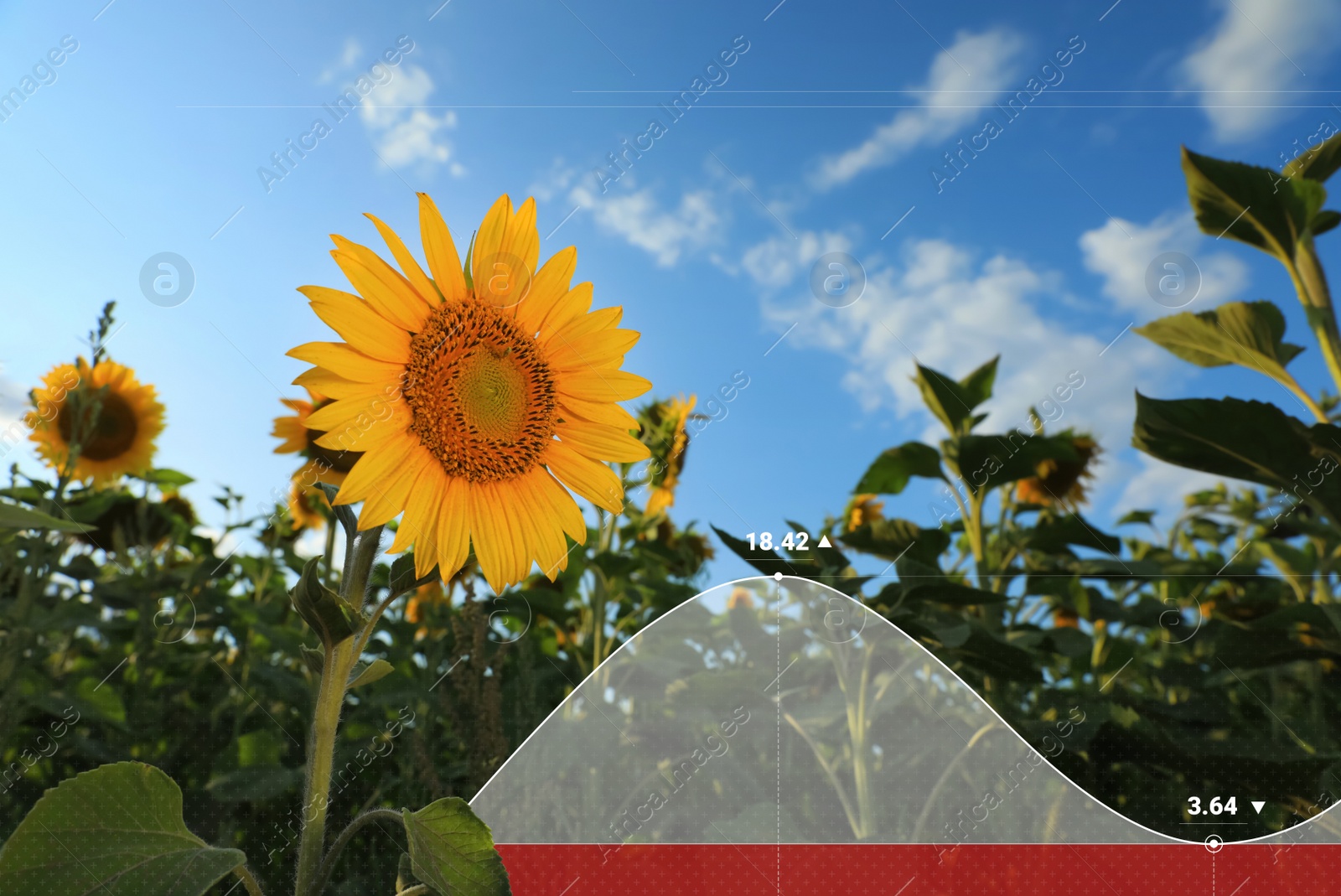 Image of Agricultural crisis. Sunflower field and illustration of graph showing decrease amount of harvest