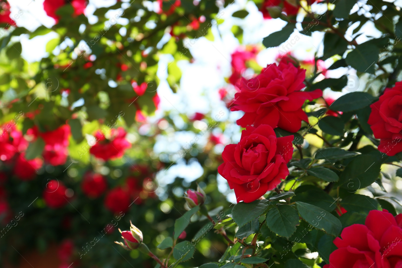 Photo of Beautiful blooming red rose bush outdoors, closeup. Space for text