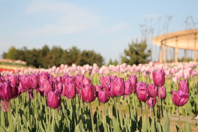 Beautiful colorful tulip flowers growing in field on sunny day