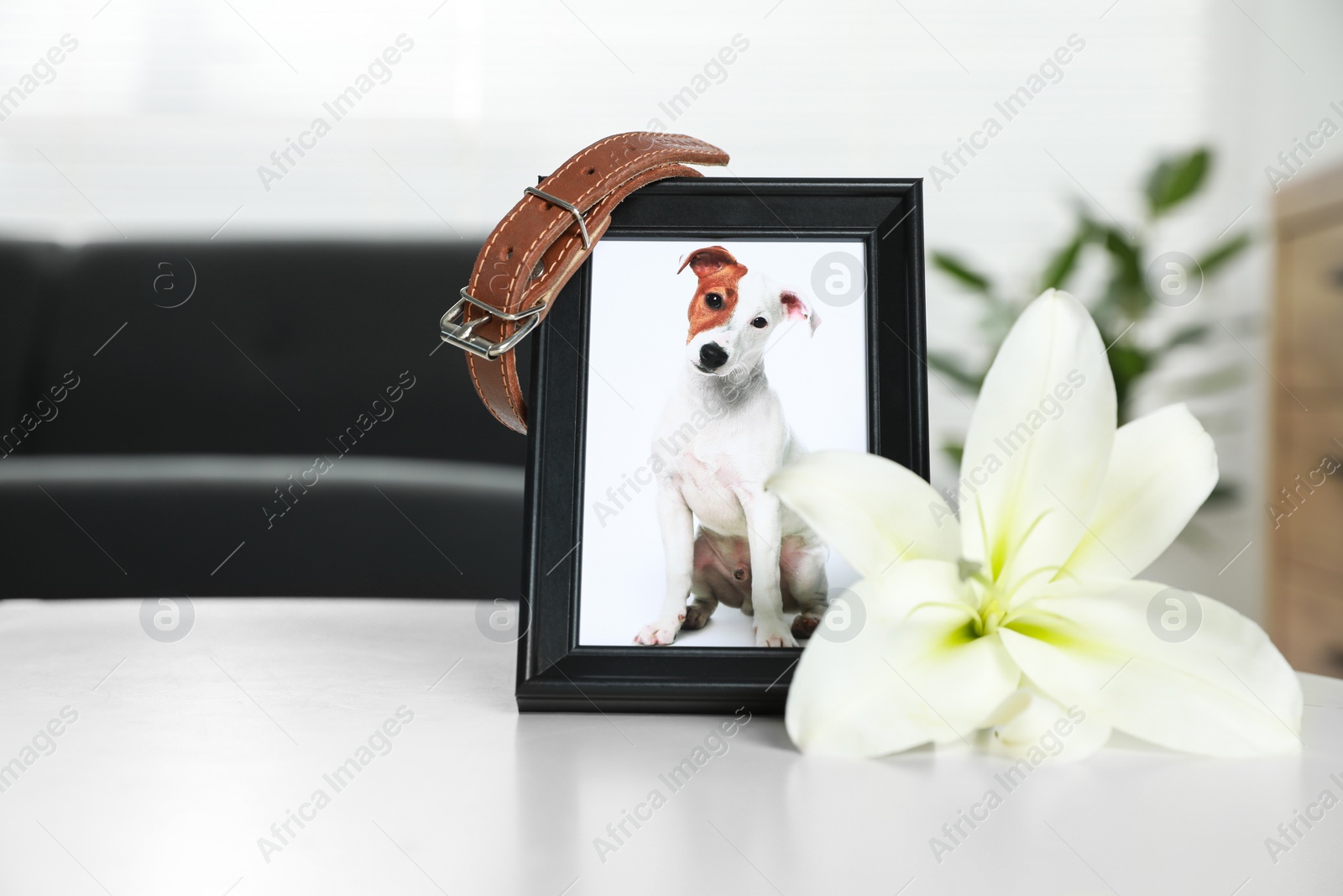 Photo of Frame with picture of dog, collar and lily flower on white table indoors, closeup. Pet funeral