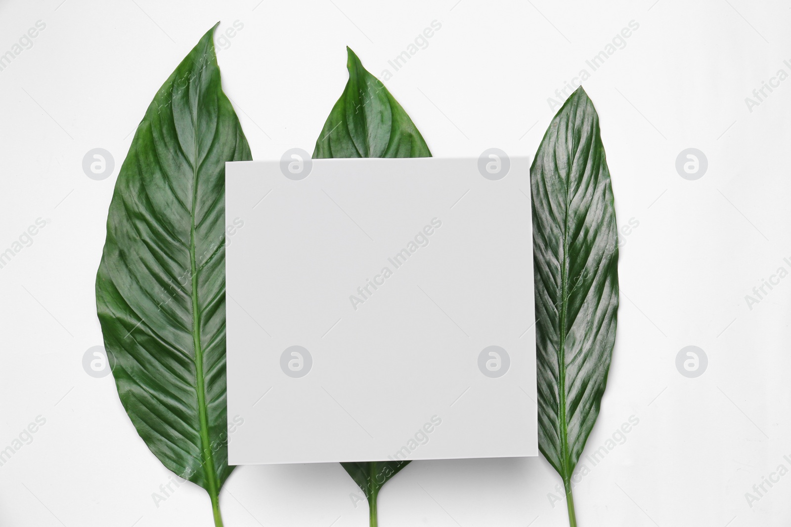 Photo of Beautiful composition with tropical leaves on light background, top view