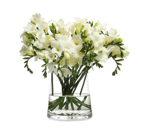 Photo of Beautiful tender freesia flowers on white background