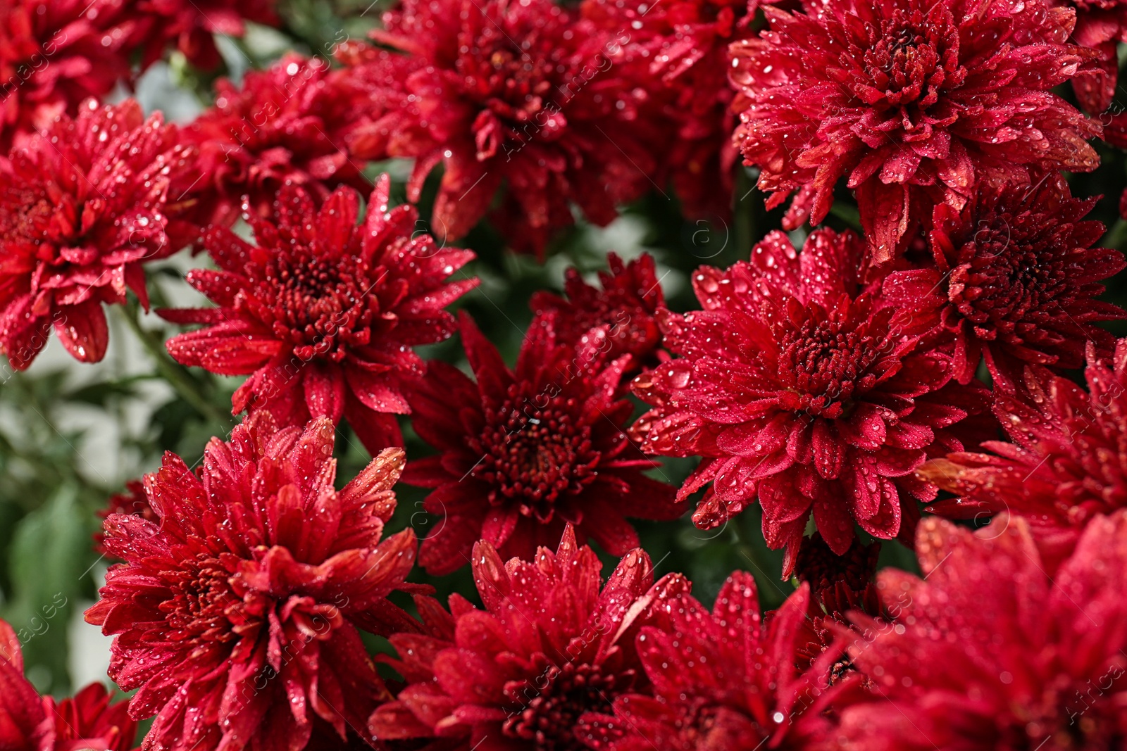 Photo of Beautiful red chrysanthemum flowers with water drops, closeup