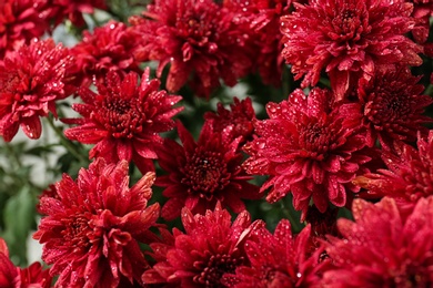 Beautiful red chrysanthemum flowers with water drops, closeup