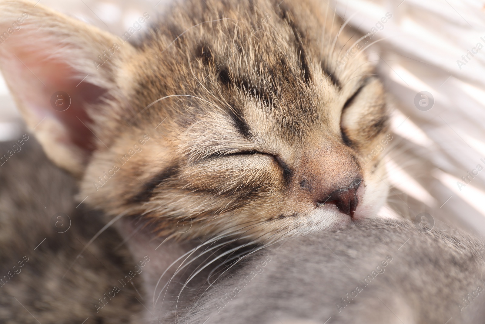 Photo of Cute fluffy kitten, closeup view. Baby animal
