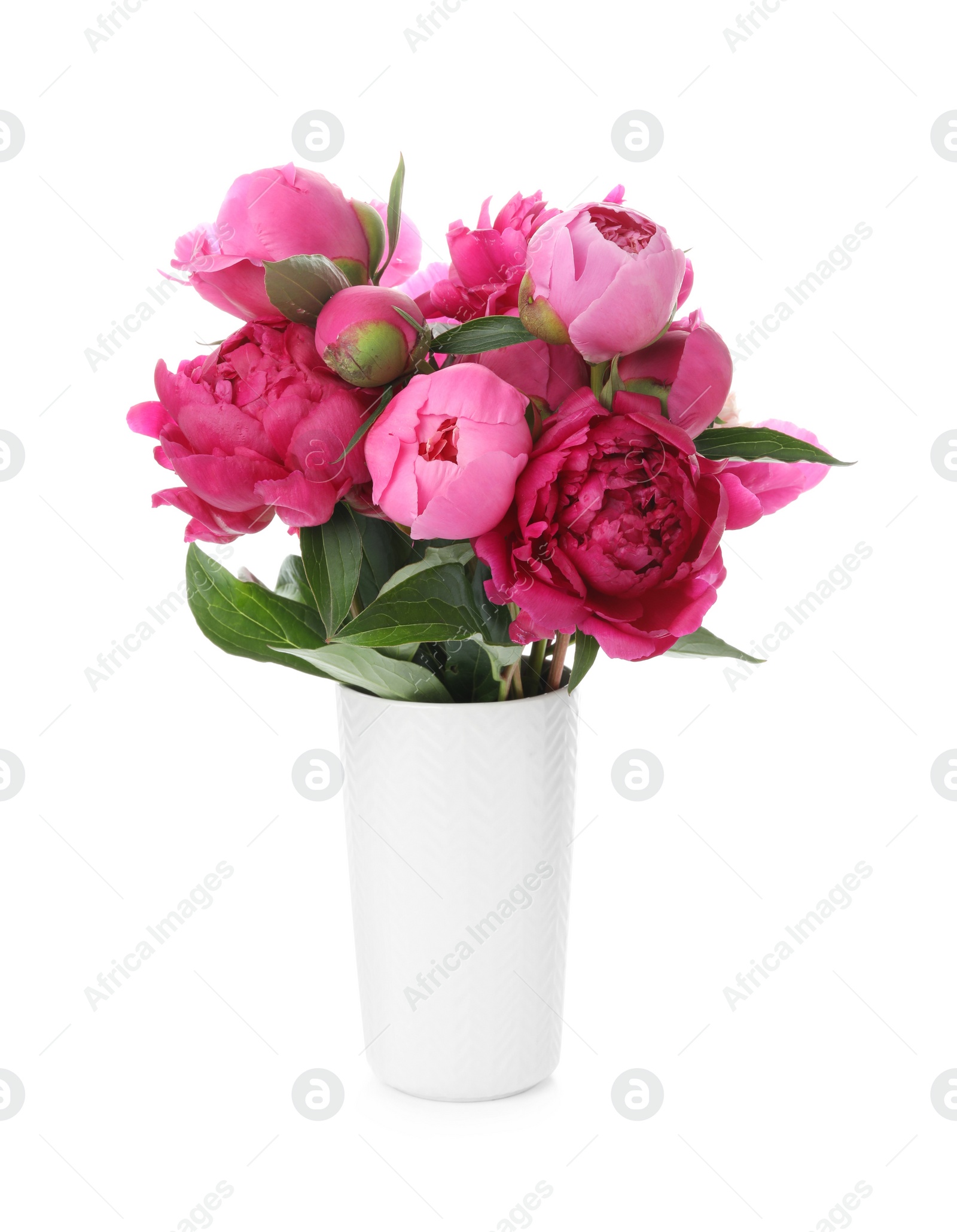 Photo of Beautiful peonies in vase isolated on white