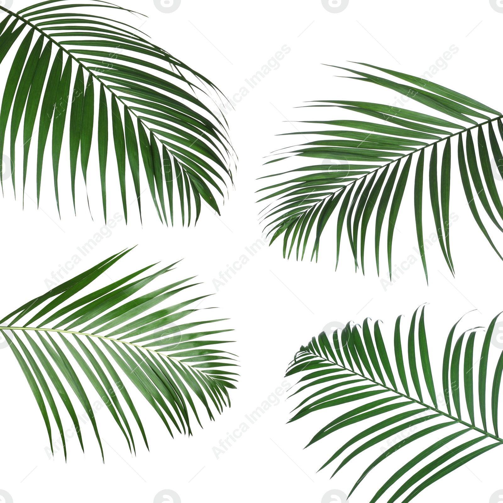 Image of Set of tropical leaves on white background