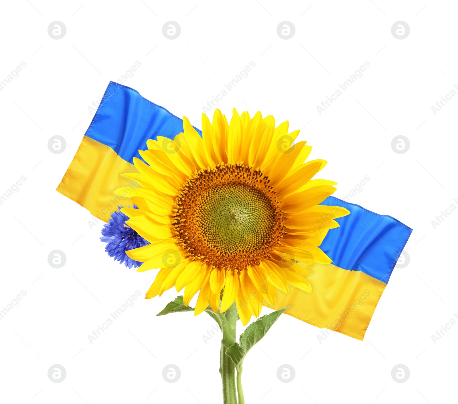 Image of Bright sunflower and Ukrainian national flag on white background