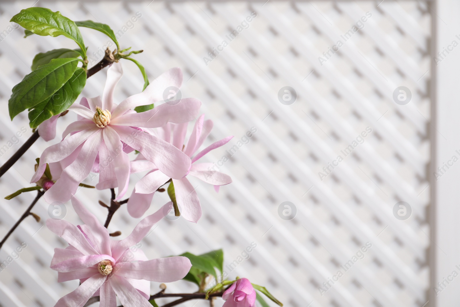 Photo of Magnolia tree branches with beautiful flowers on white background, closeup. Space for text