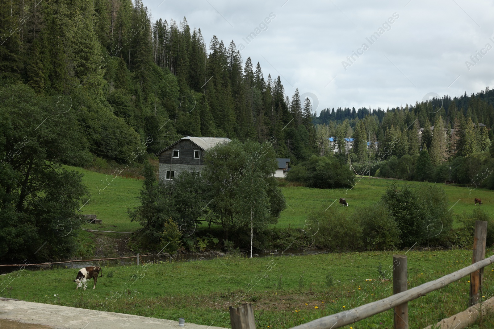 Photo of Beautiful cows grazing on meadow near forest