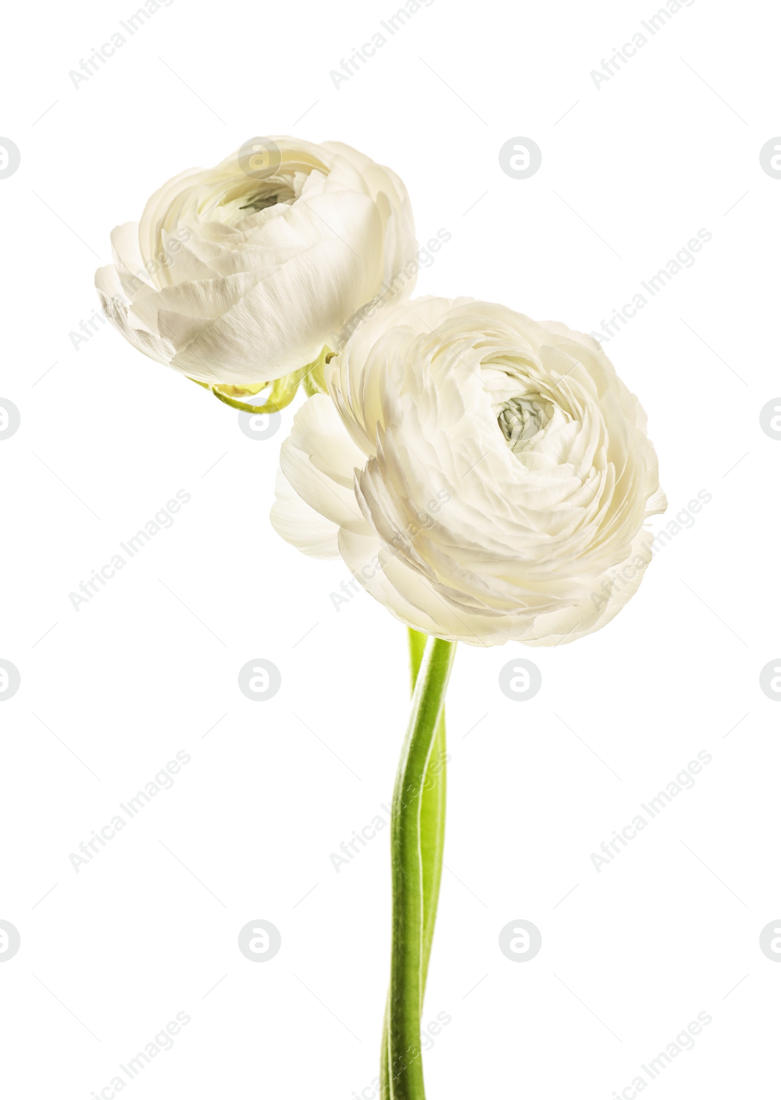 Photo of Beautiful ranunculus flowers on white background