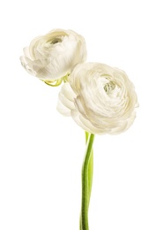 Beautiful ranunculus flowers on white background